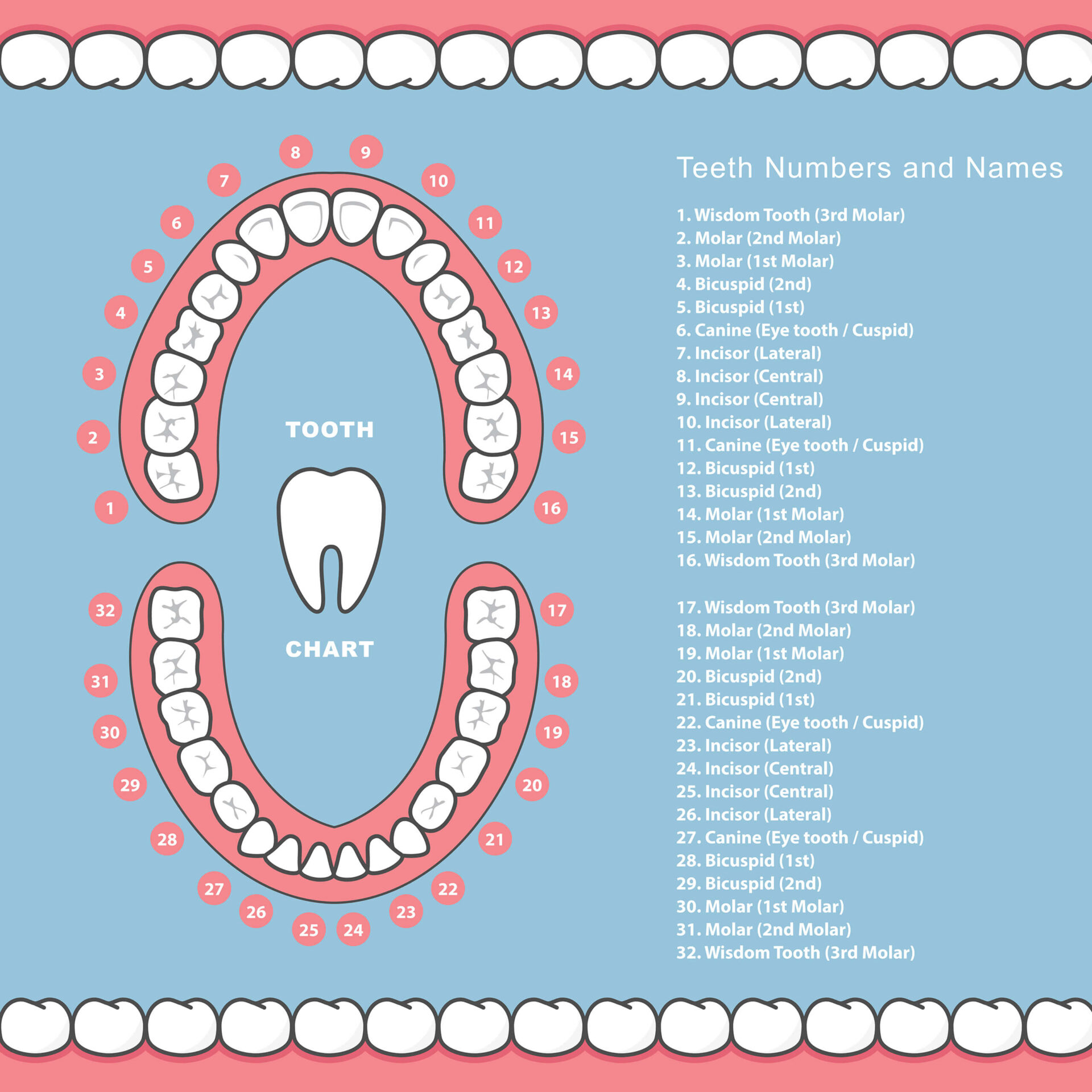What Is A Teeth Number Chart And How Is It Used In Dentistry